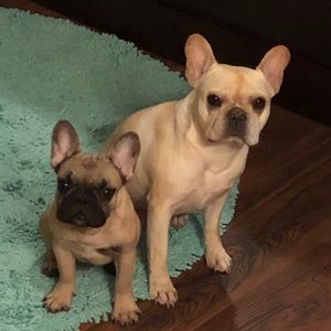 Meet your Posher, Brunny